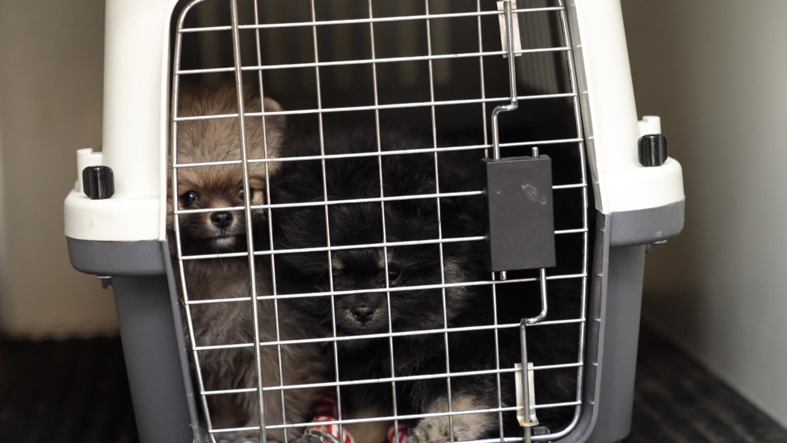 Politie grijpt in bij illegale puppyhandel in Vlaardingen