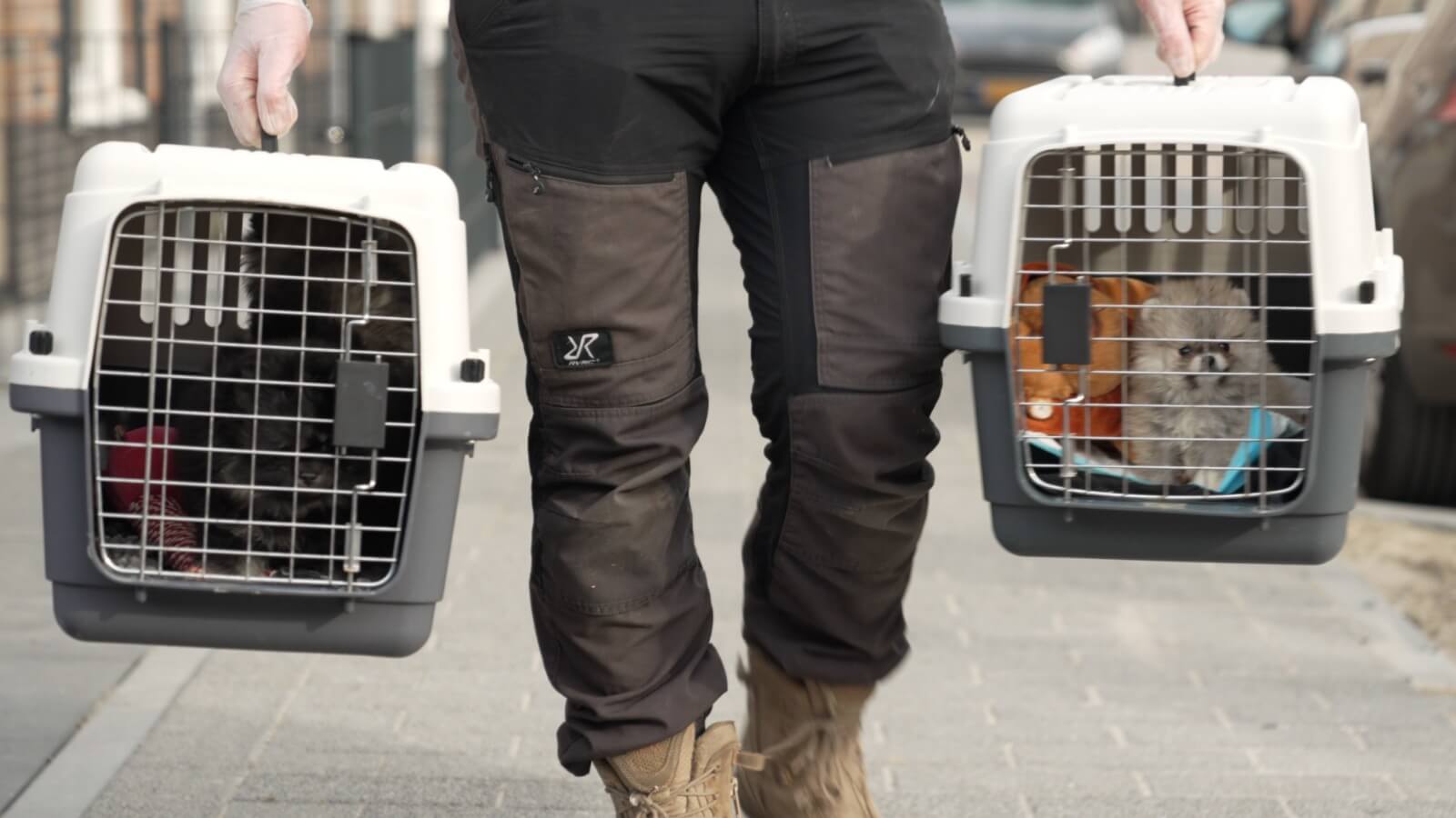 Politie grijpt in bij illegale puppyhandel in Vlaardingen