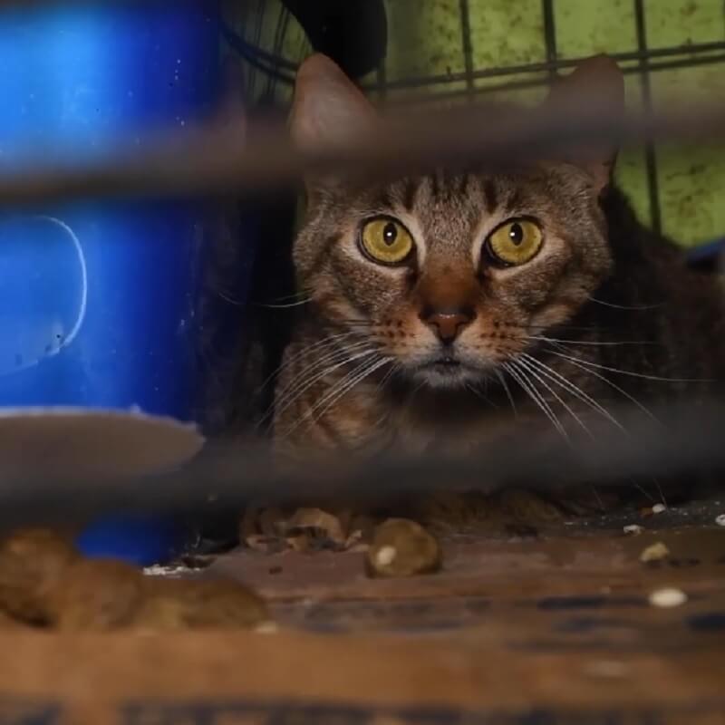 Ruim 170 katten gered van ernstige verwaarlozing