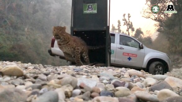 Verdwaalde luipaard gered uit huis in India