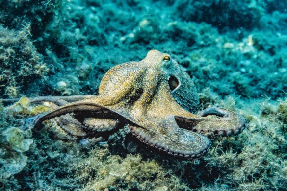 Octopuskwekerij