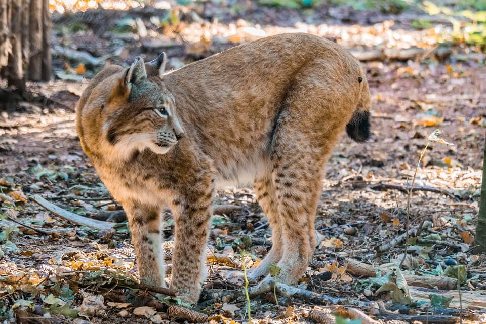 Uitsterven dreigt voor de lynx in Frankrijk
