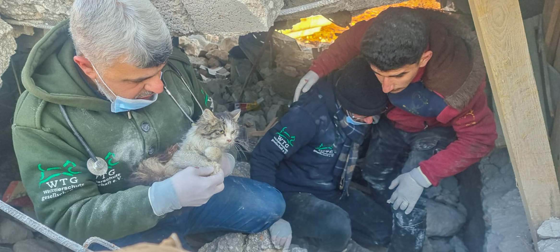 IFAW redt honderden honden en katten in Turkije en Syrië