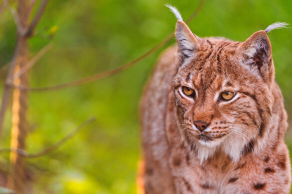 Lynxenjacht in Zweden gaat door