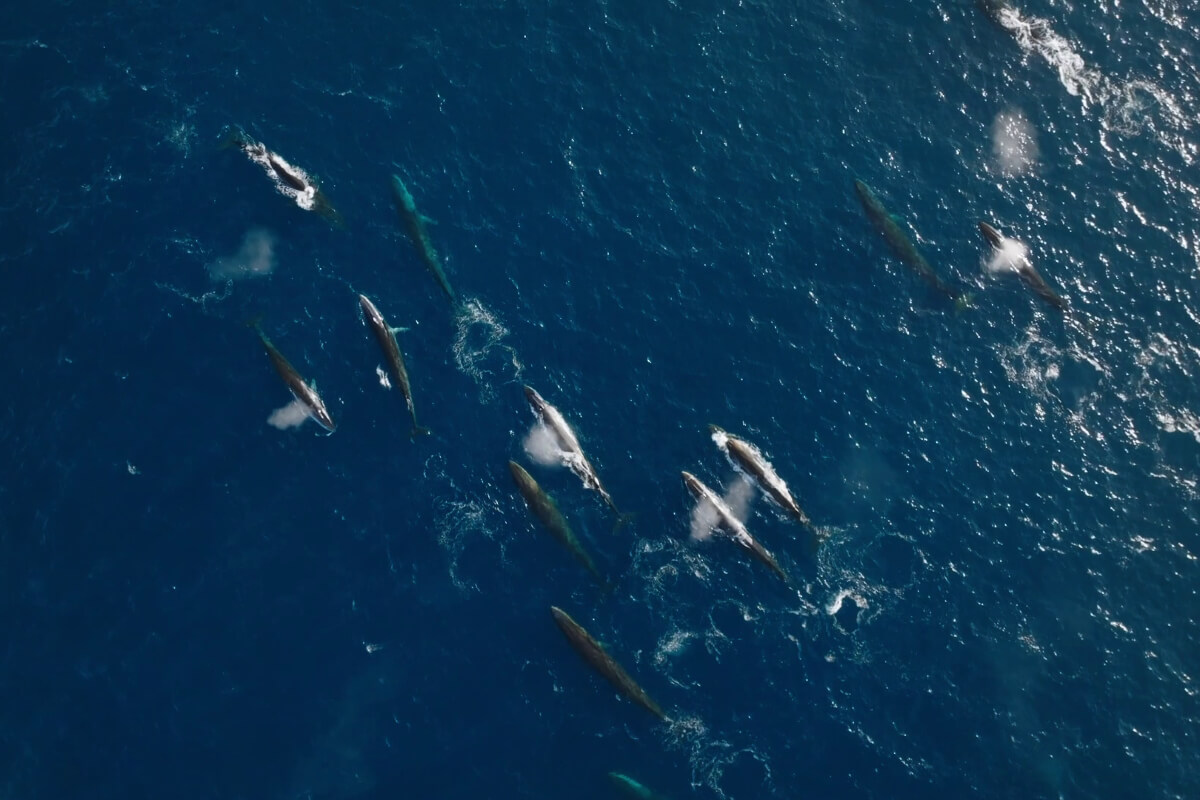 Sea Shepherd filmt vissers die voedsel van vinvissen stelen