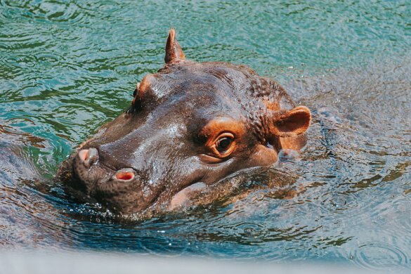Escobars nijlpaarden