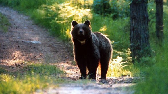 Bevel tot afmaken beer die jogger doodde opgeschort