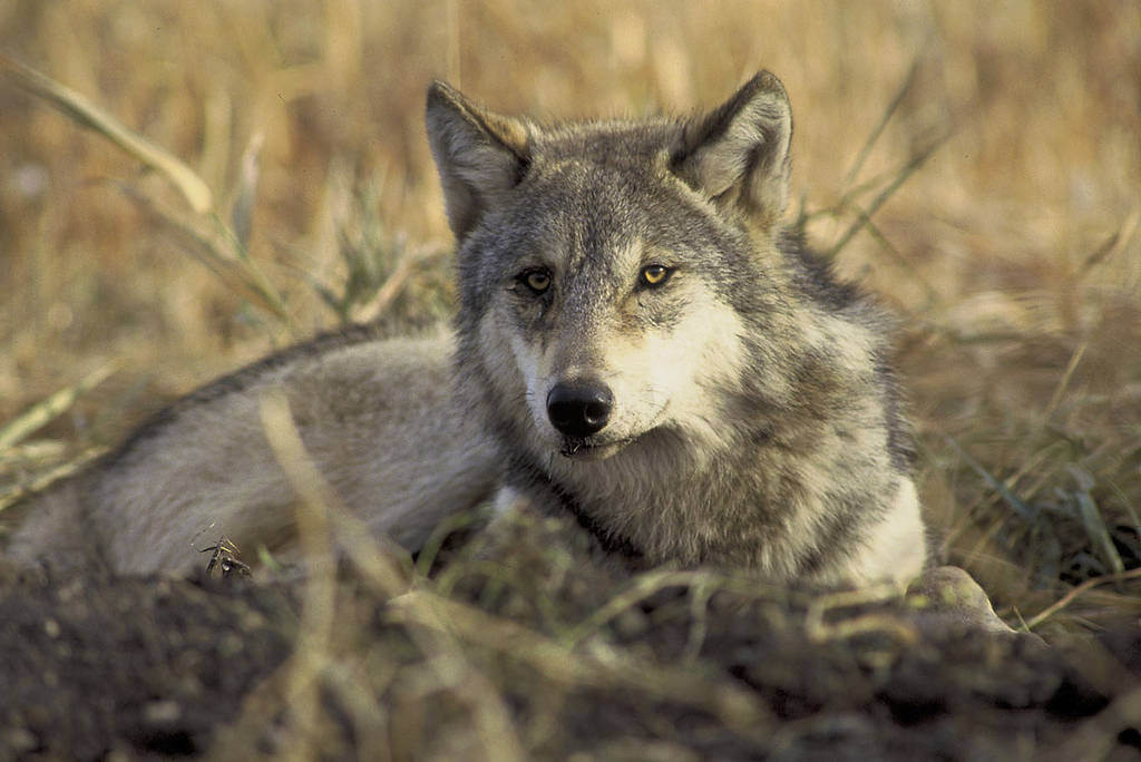 Vijfde grijze wolvenroedel in Californië gesignaleerd