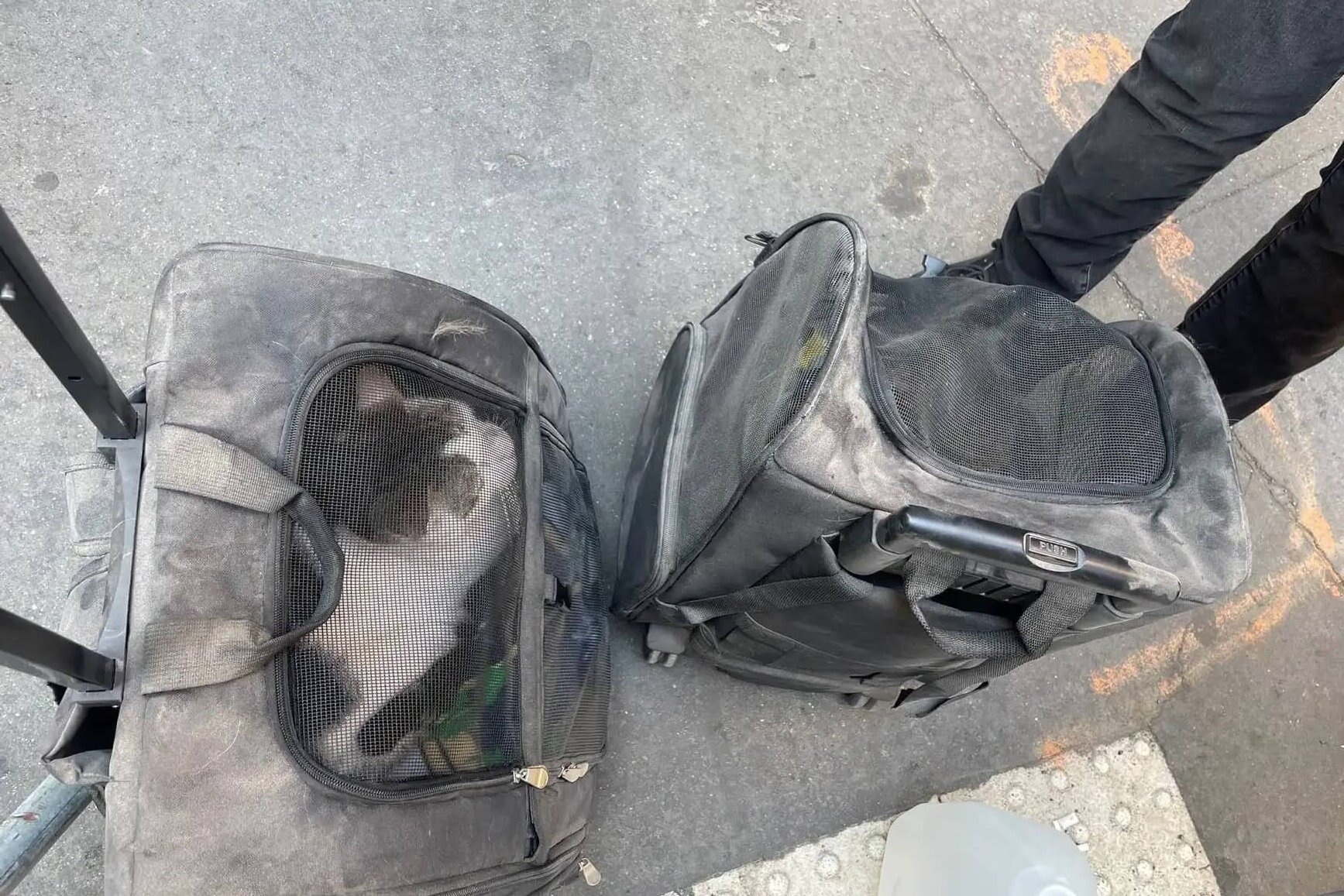Bejaarde katten herenigd met eigenaar na instorten parkeergarage