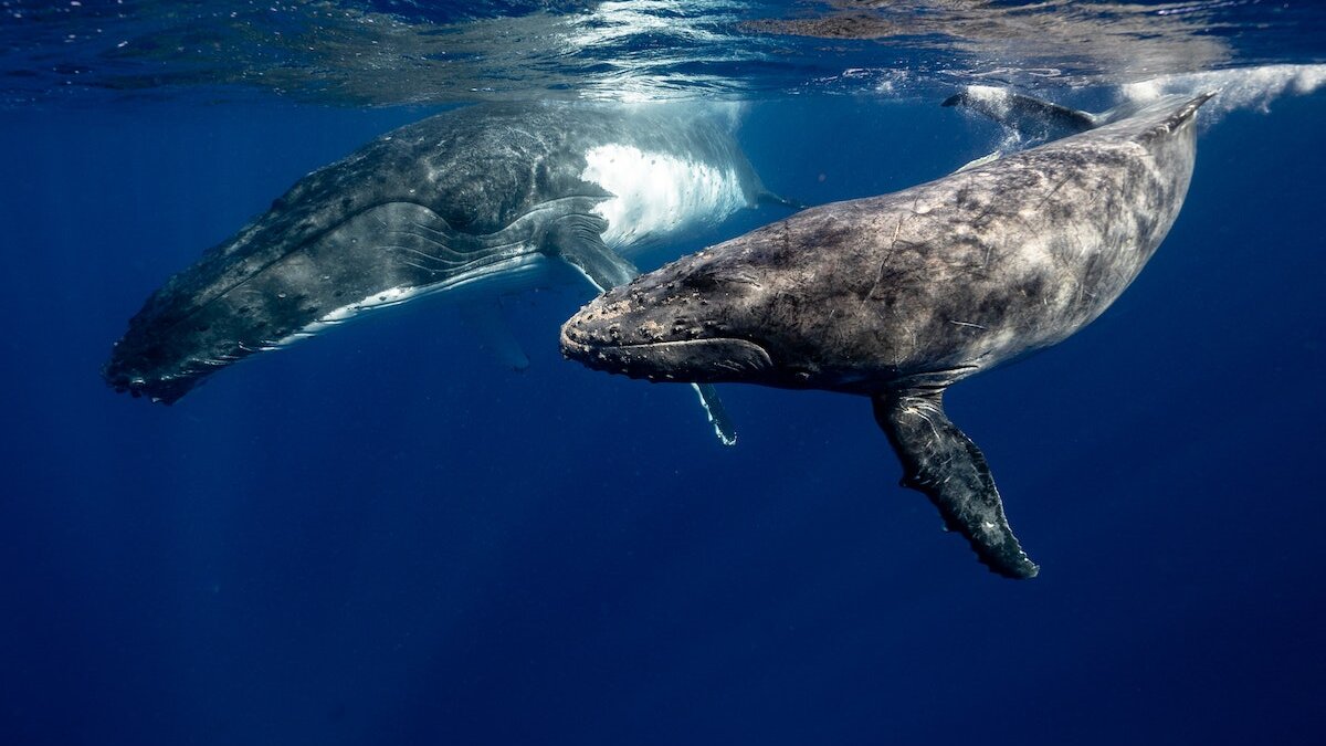 Ijsland walvis