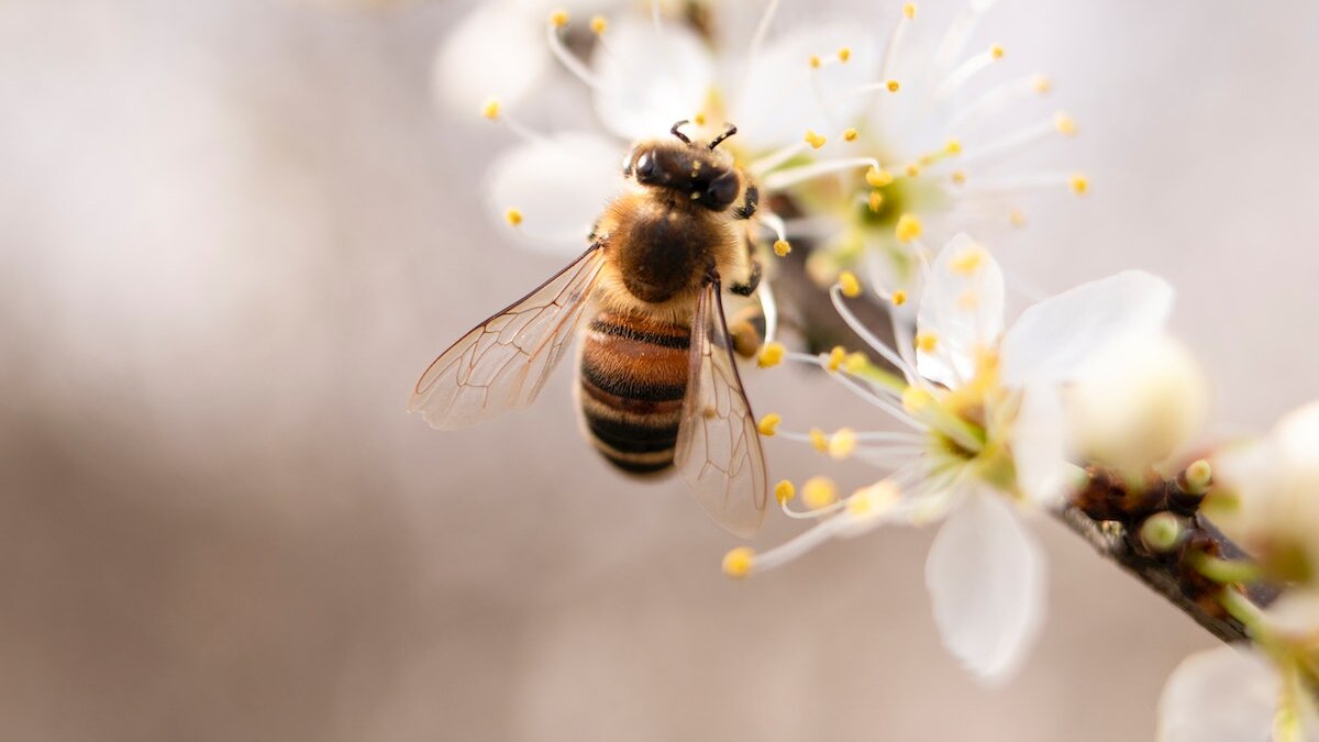 Wintersterfte bijen