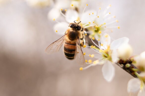 Wintersterfte bijen