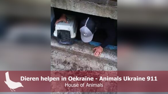 Animals Ukraine 911