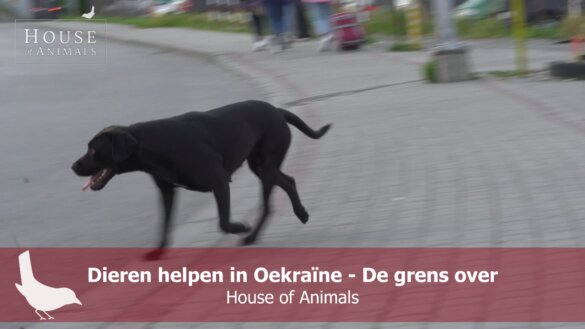 Dieren helpen in Oekraïne