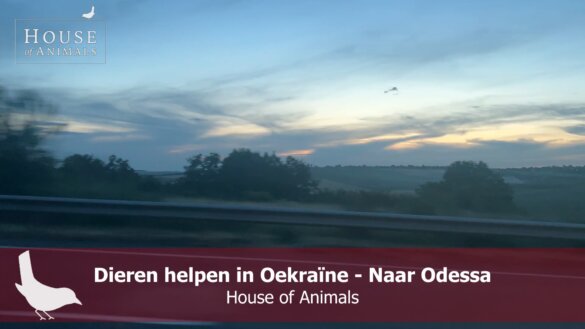 House of Animals op weg naar Odessa