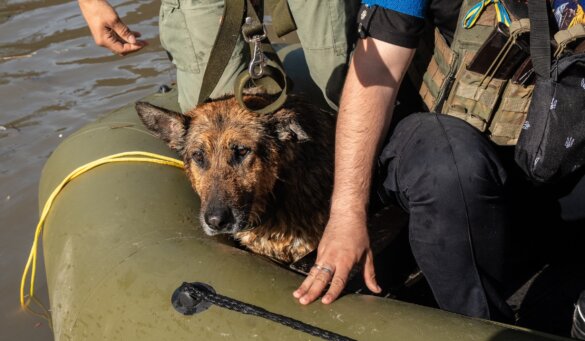 House of Animals naar overstroomd rampgebied Oekraïne