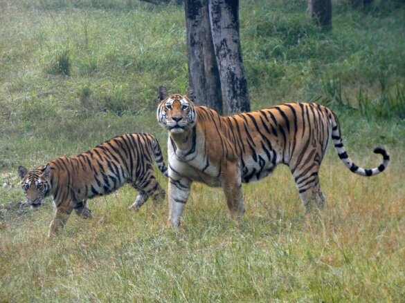 twee bengaalse tijgers
