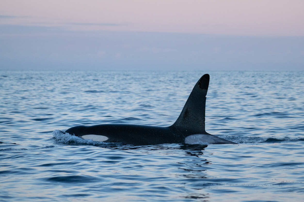 Orca angriper et nederlandsk seilskip i Norge