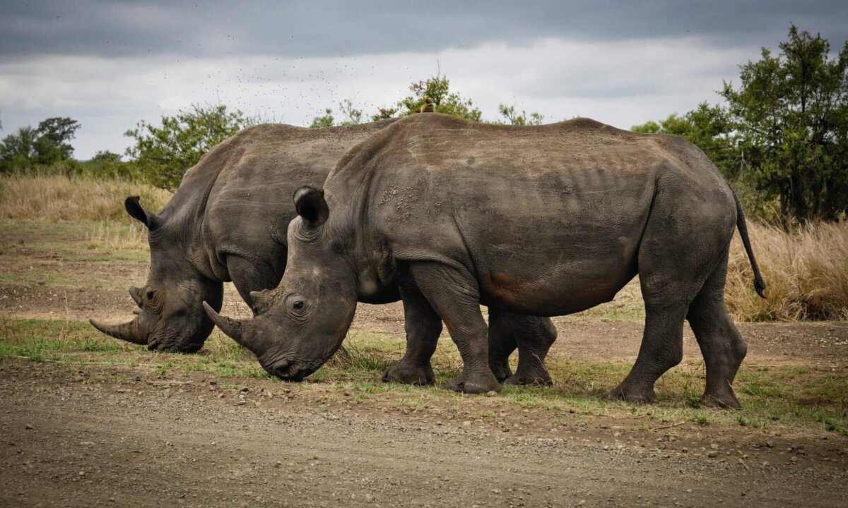 Canada verbiedt handel in ivoor en neushoornhoorns