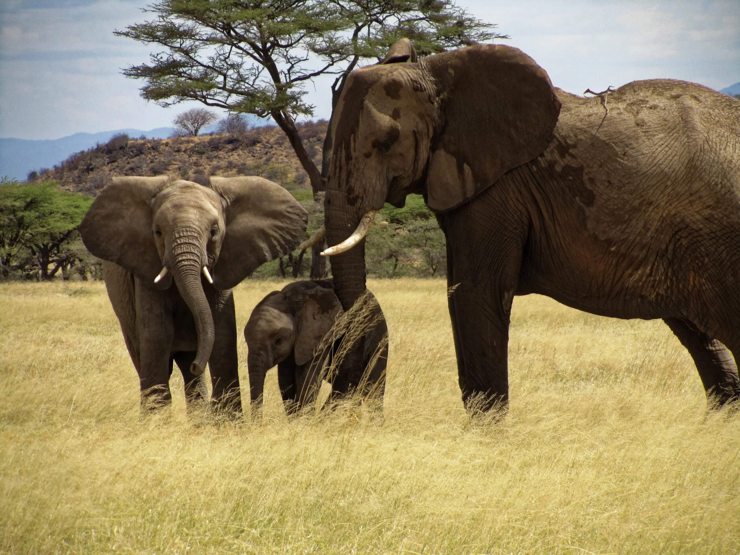 Zeven verweesde olifanten krijgen vrijheid in Zimbabwe