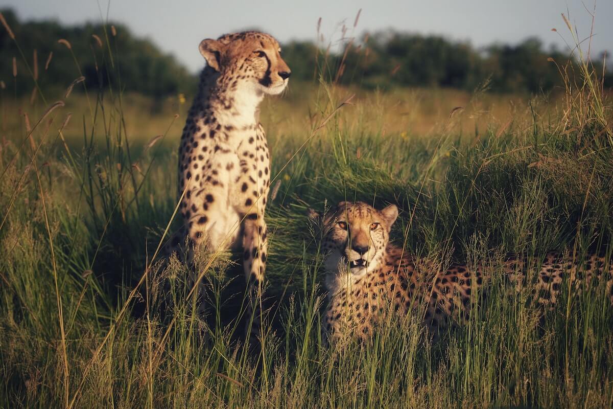 Herintroductie cheeta