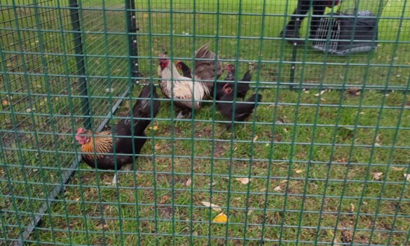 Gemeente Breda moet stoppen met vergassen van kippen