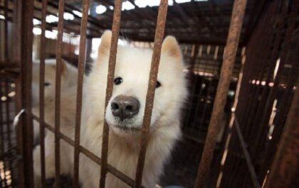 Nieuwe wetsvoorstellen om honden- en kattenvlees te verbieden in Indonesië