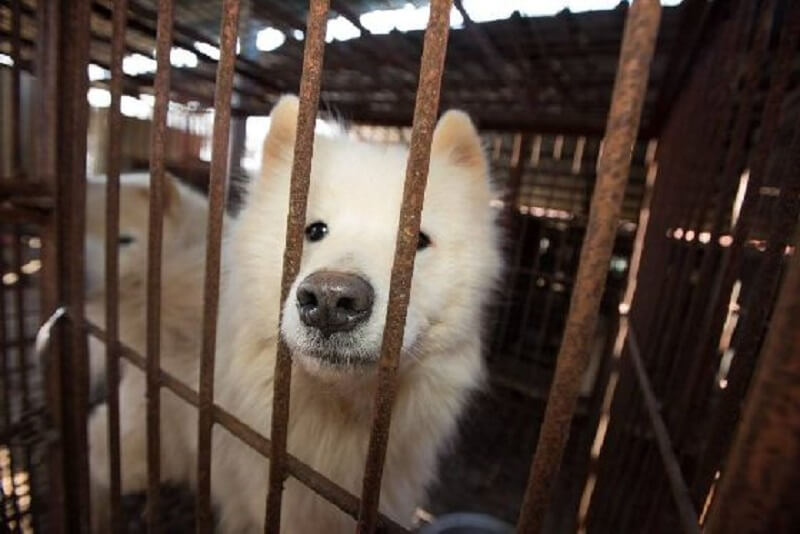 Wetsvoorstel Zuid-Korea om hondenvleesindustrie te verbieden