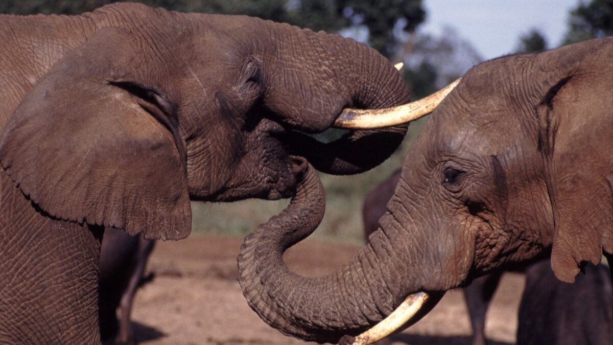 illegaal ivoor