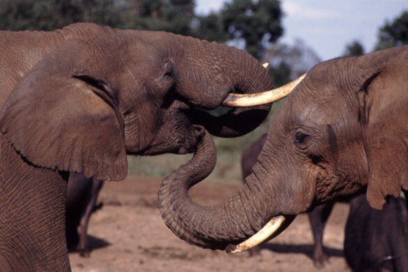 Canada maakt strenge regels tegen ivoorhandel
