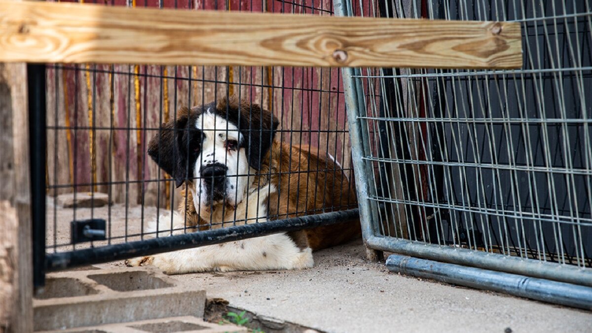 Bijna 90 honden en pups gered van fokkerij in Amerika