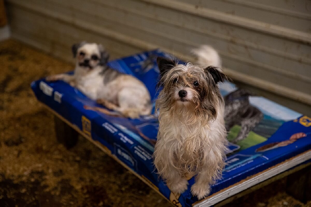 Bijna 90 honden en pups gered van fokkerij in Amerika