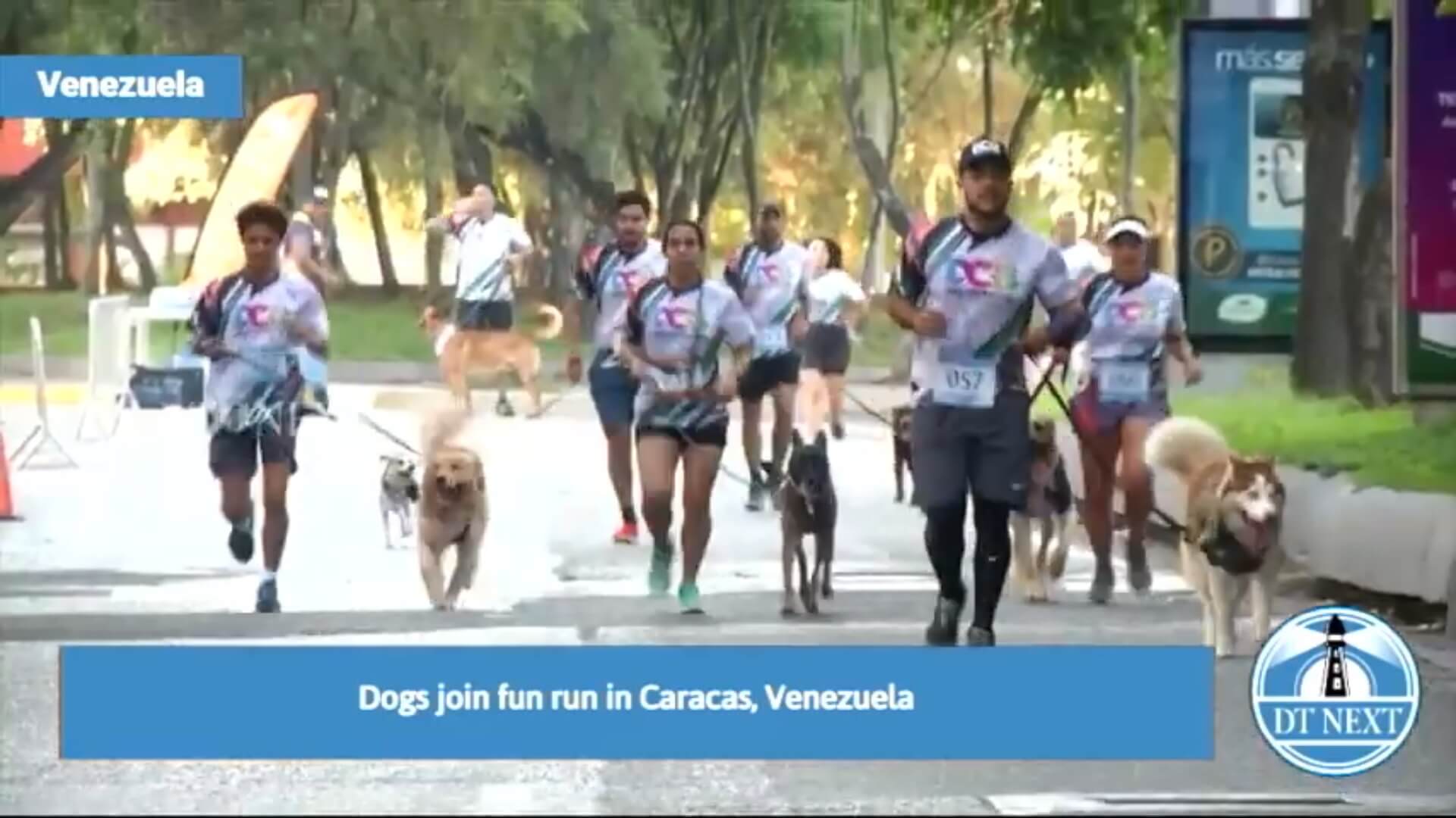 Rennen met honden voor asieldieren in Venezuela