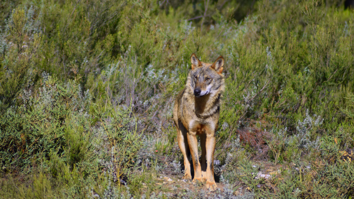 De Iberische wolf is uitgestorven in Andalusië
