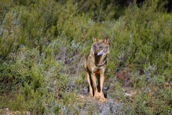 De Iberische wolf is uitgestorven in Andalusië