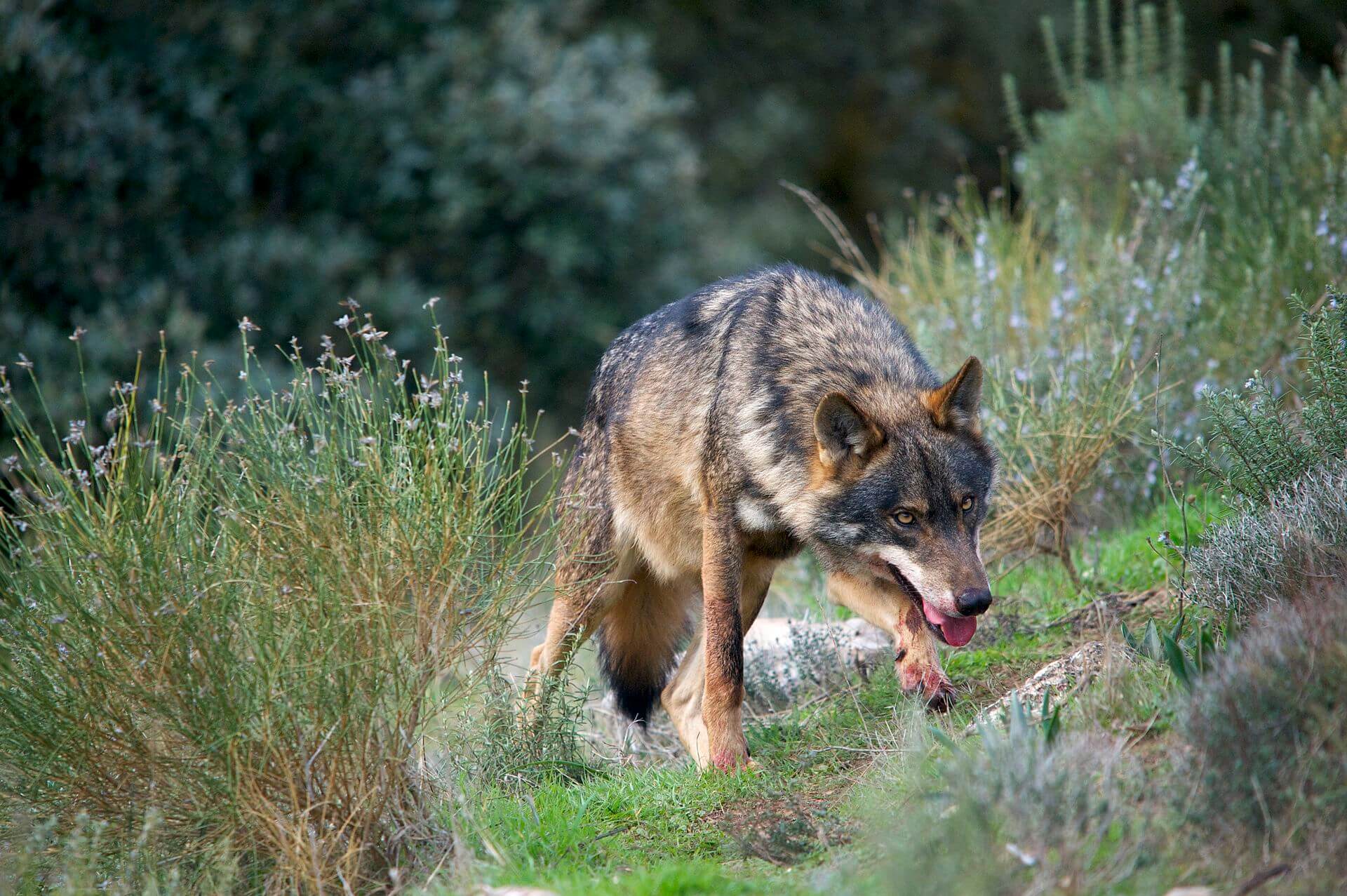 Iberische wolf uitgestorven in Andalusië