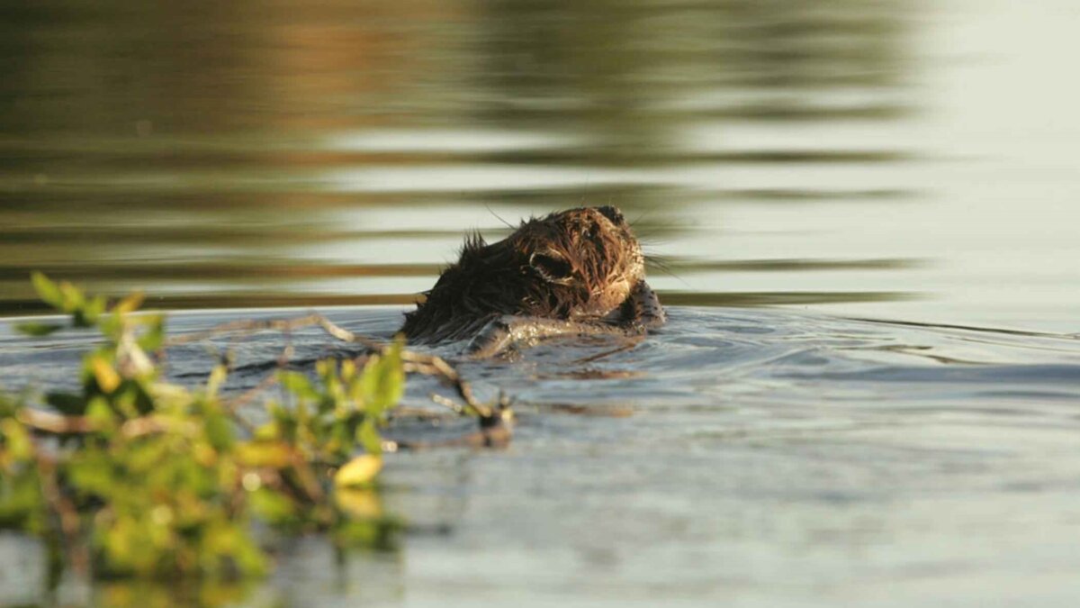 Eerste bevers geboren in Sussex in 500 jaar