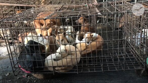 Honden bestemd voor Tomohon Market