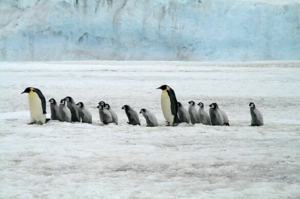 Keizerspinguïns met jongen op Antarctica