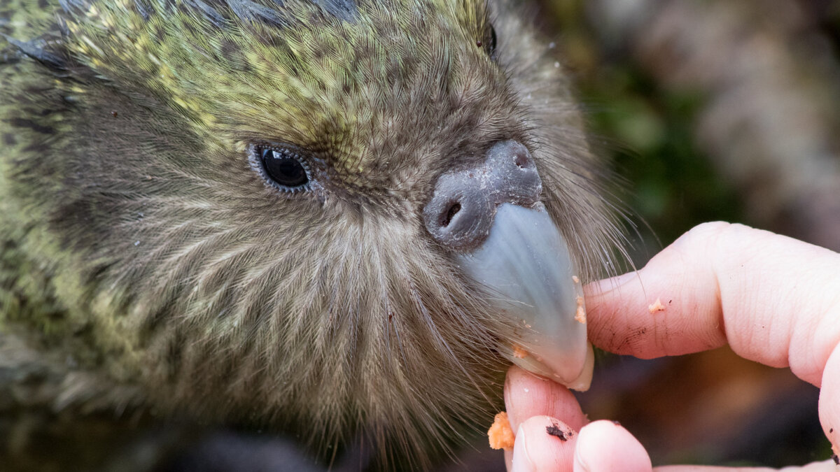 Genetische variatie Kakapo