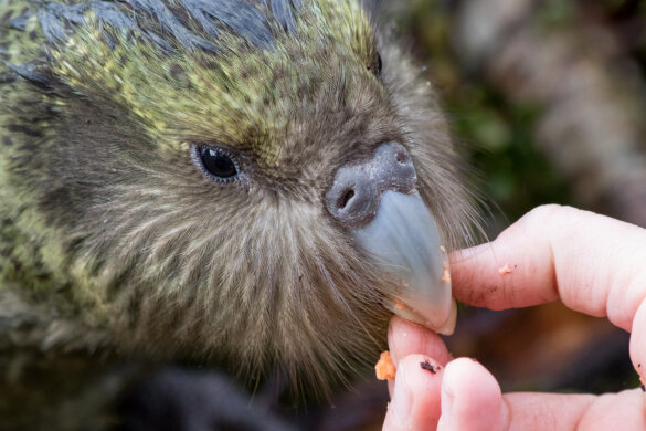 Genetische variatie Kakapo