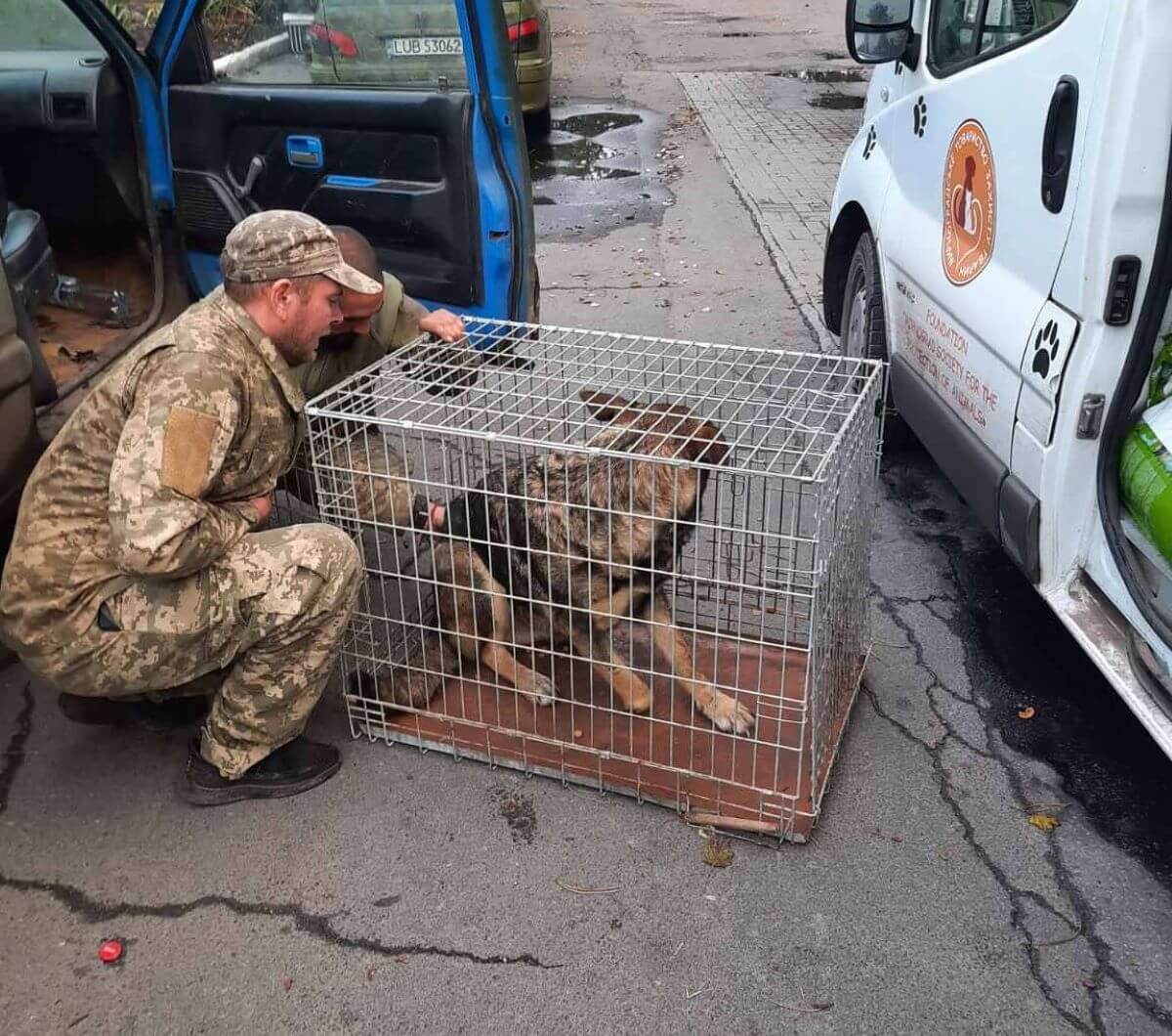 Tentara menyelamatkan anjing di Ukraina