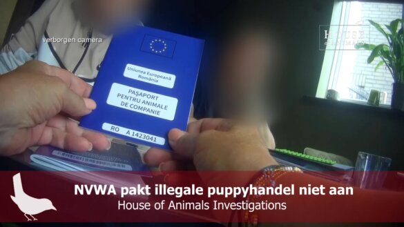NVWA pakt illegale puppyhandel niet aan