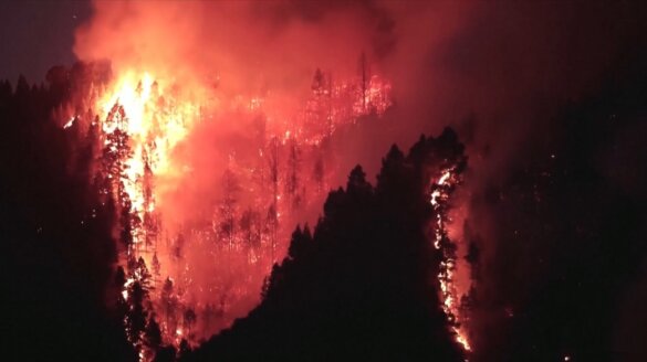 Meer dan 15.000 dieren dood door bosbrand Tenerife