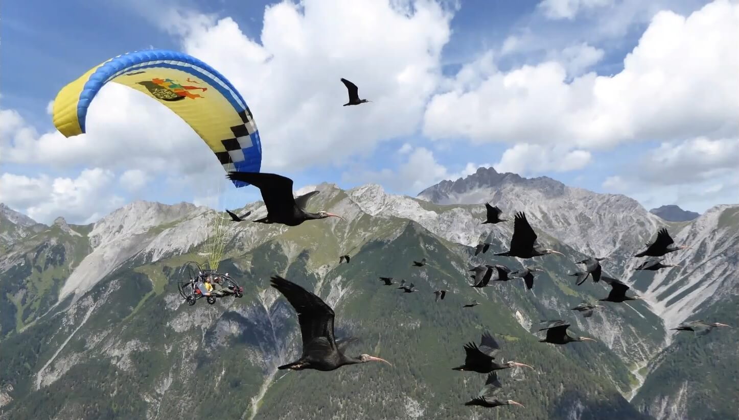 Jonge kaalkopibissen leren vliegen dankzij Johannes Fritz