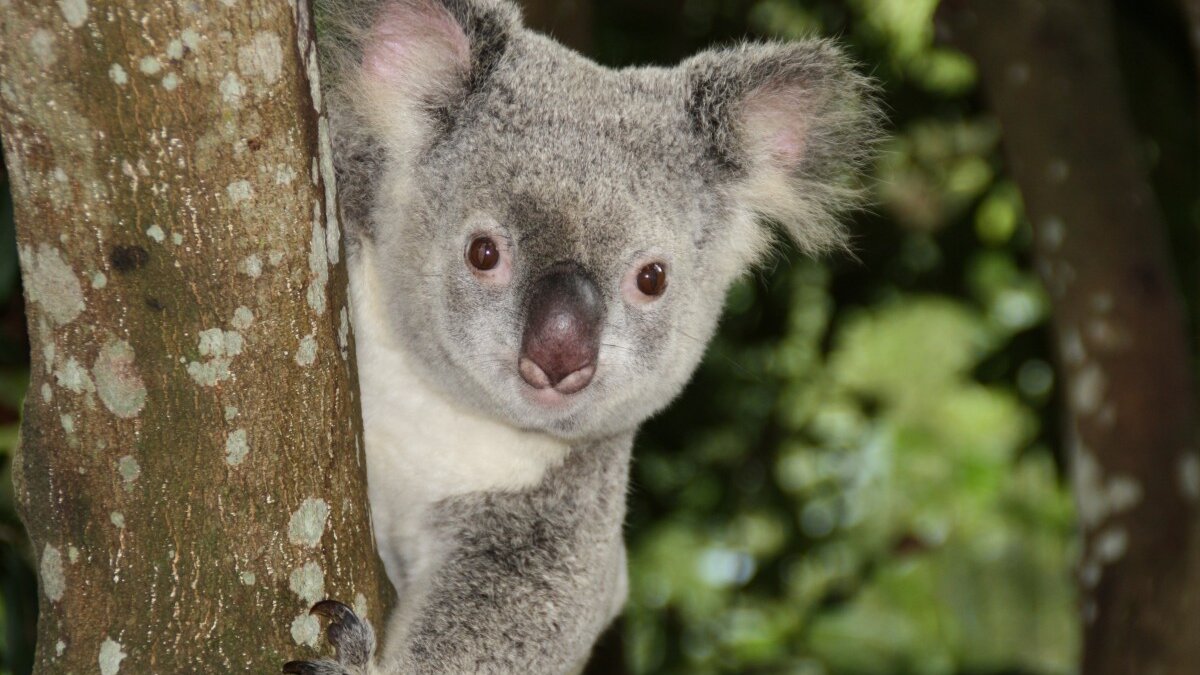 Houtkap gestopt in Great Koala National Park Australië