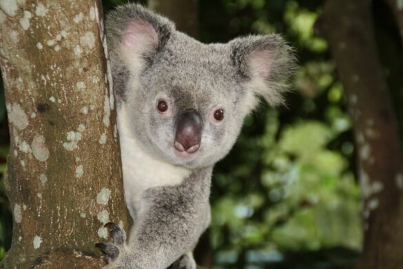 Houtkap gestopt in Great Koala National Park Australië