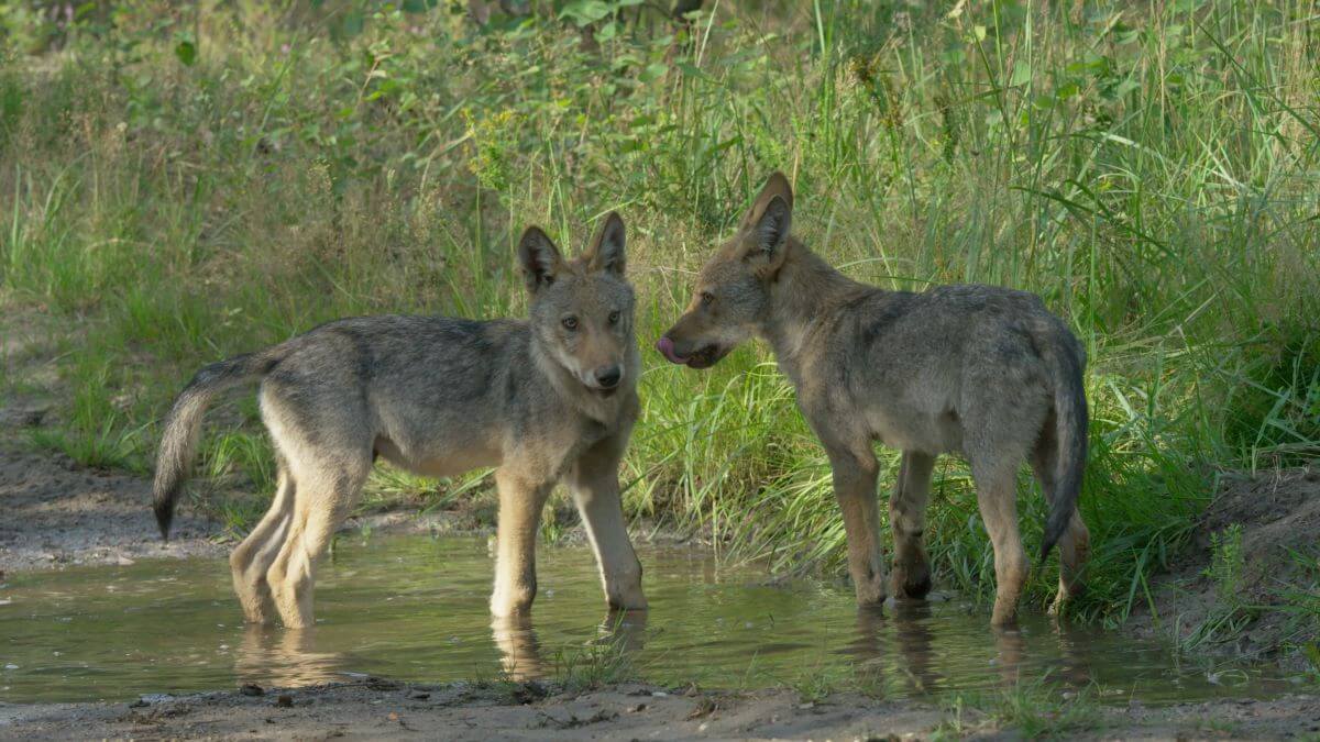 documentaire wolf