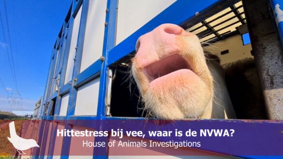 Hittestress bij vee, waar is de NVWA?