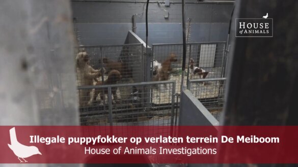 Illegale hondenfokker op verlaten terrein De Meiboom in Diessen